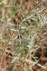 Centaurea stoebe australis