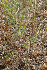 Centaurea stoebe australis