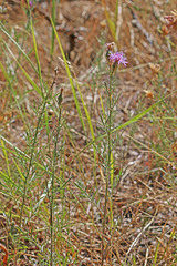 Centaurea stoebe australis