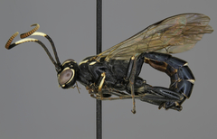 Coelichneumon azotus