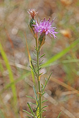 Centaurea stoebe australis