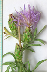 Centaurea stoebe australis