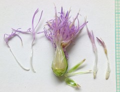 Centaurea stoebe australis