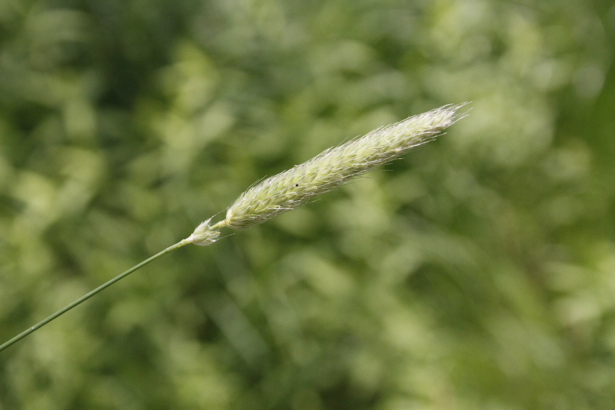 Foxtail grasses (Genus Alopecurus) · iNaturalist