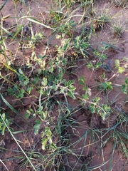 Kallstroemia hirsutissima