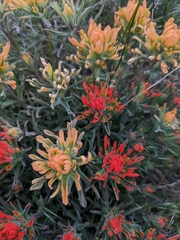 Castilleja applegatei