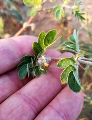 Kallstroemia hirsutissima