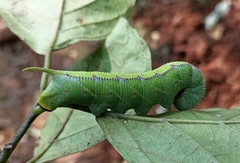 Polyptychus dentatus