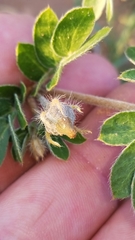 Kallstroemia hirsutissima