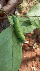 Polyptychus dentatus