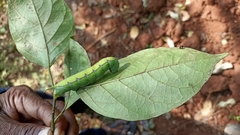 Polyptychus dentatus