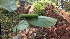 Polyptychus dentatus
