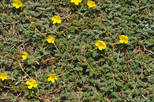 Jamaican feverplant
