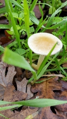 Leratiomyces percevalii