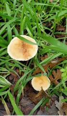 Leratiomyces percevalii