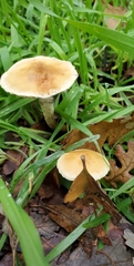 Leratiomyces percevalii