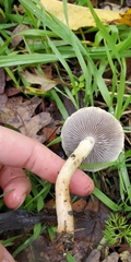 Leratiomyces percevalii