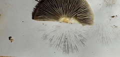 Leratiomyces percevalii