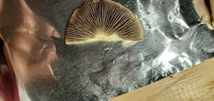 Leratiomyces percevalii