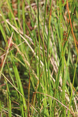 Juncus balticus ater