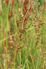 Juncus saximontanus