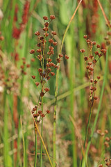 Juncus saximontanus