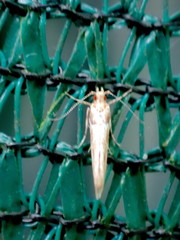 Anatrachyntis rileyi