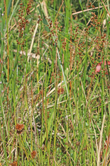 Juncus saximontanus