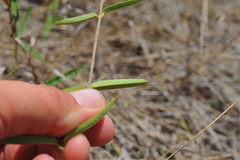 Stigmaphyllon diversifolium