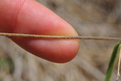 Stigmaphyllon diversifolium