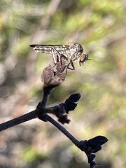 Nicocles