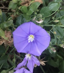 Convolvulus sabatius mauritanicus