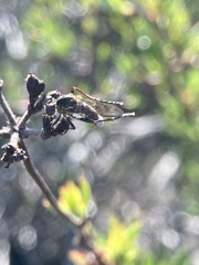 Nicocles