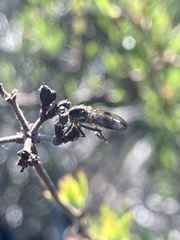 Nicocles