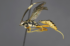 Cratichneumon pseudanisotae