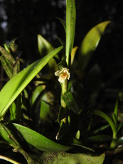 Maxillaria purpurata