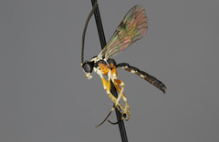 Diplazon pectoratorius