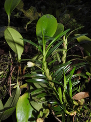 Maxillaria purpurata