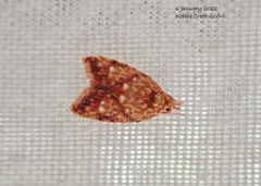 Lophopepla igniferella