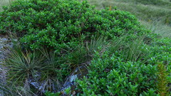 Traversia baccharoides