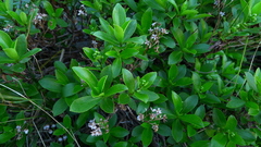 Traversia baccharoides