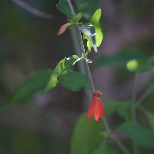 Image of Justicia palmeri by (c) Bill Levine, some rights reserved (CC BY)