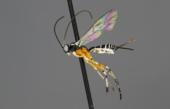 Phytodietus solicitanae