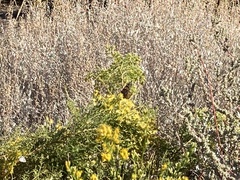 Xylothamia diffusa