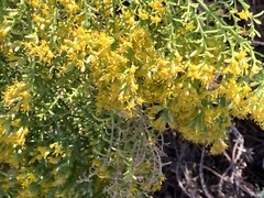 Xylothamia diffusa