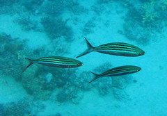 Caesio striata