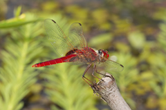Urothemis aliena