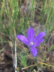 Brodiaea jolonensis
