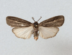 Hypoprepia inculta
