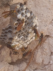 Polistes xanthogaster